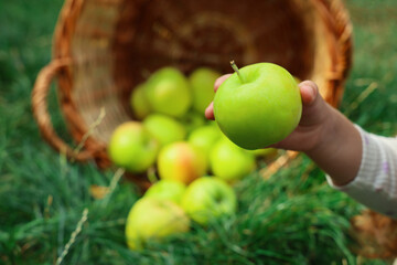 Child with green apple in garden, closeup. Space for text