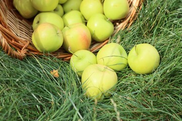 Fresh ripe apples in wicker basket on green grass outdoors, closeup