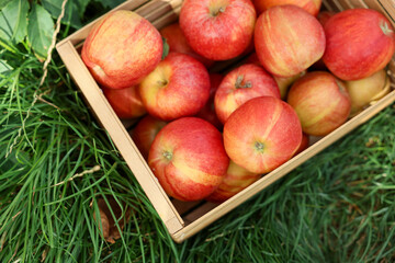 Fresh ripe apples in wooden crate on green grass outdoors, top view