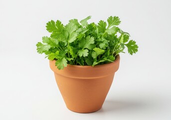 Fresh cilantro plant in a terracotta pot isolated on white background