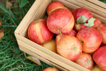 Fresh ripe apples in wooden crate and fallen leaves on green grass outdoors, above view