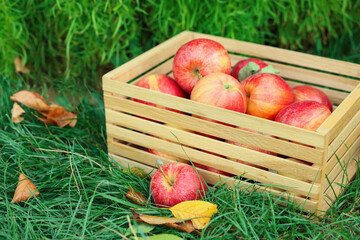 Fresh ripe apples in wooden crate and fallen leaves on green grass outdoors, closeup