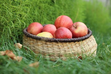 Fresh ripe apples in wicker basket and fallen leaves on green grass outdoors, closeup