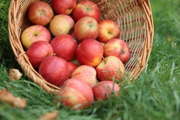 Fresh ripe apples in wicker basket and fallen leaves on green grass outdoors, closeup