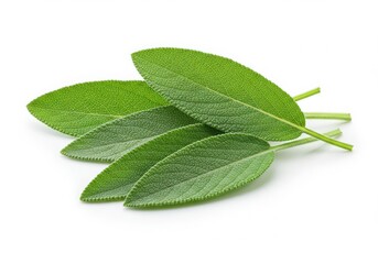A small pile of fresh sage leaves isolated on white background
