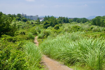 Fototapeta premium Lava Mounds on Resort Path