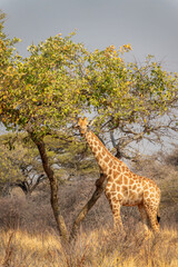 Photo of a funny giraffe looking at camera in the savanna, wildlife and game drive in Namibia, Africa