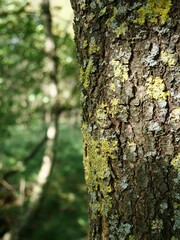 Tree bark showing vibrant green and yellow lichen