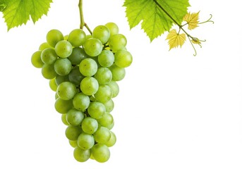 Bunch of green grapes hanging from a vine, isolated on white background