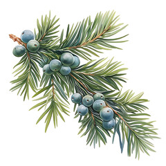 A detailed botanical illustration of a juniper branch with clusters of blue berries and green needles on a white background