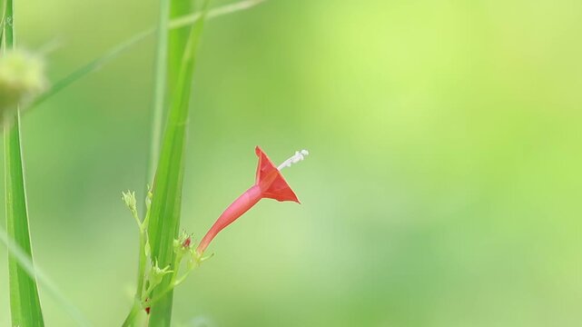 windblown flower with morning sunlight and blurred background