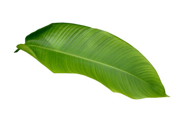 Fototapeta premium Plant leaves Green nature Tropical forest isolated on transparent background - png 
