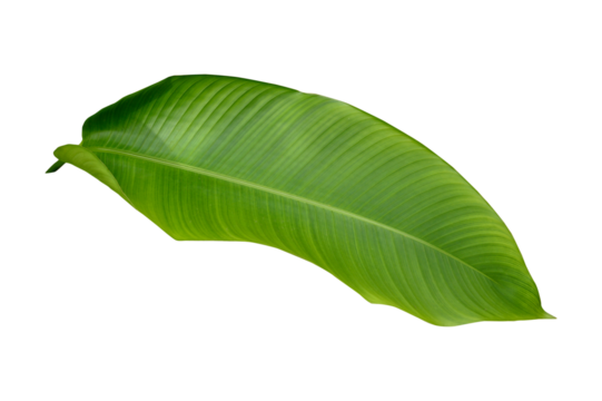 Plant leaves Green nature Tropical forest isolated on transparent background - png	
