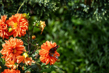 Beautiful flowers after autumn rain in an arboretum in Altai