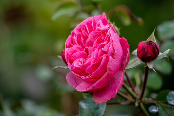 Beautiful flowers after autumn rain in an arboretum in Altai
