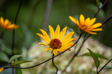 Beautiful flowers after autumn rain in an arboretum in Altai