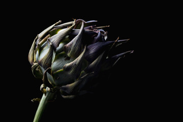 low key isolated artichoke flower