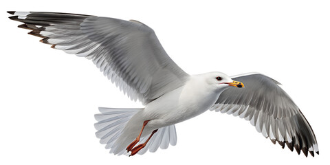 Seagull PNG – Realistic Flying Seaside Bird on Transparent Background