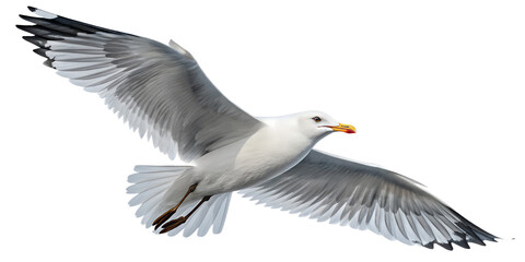 Seagull PNG – Realistic Flying Seaside Bird on Transparent Background