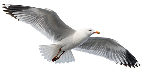 Obraz premium Seagull PNG – Realistic Flying Seaside Bird on Transparent Background