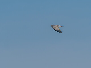 Male Hen Harrier scanning for prey