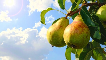 Pears on a branch against a cloudy sky