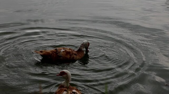 Brown and white Muscovy duck foraging on grass. The duck has a distinctive red facial caruncle and orange legs, showcasing its unique features in a natural setting.