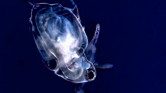 High Resolution Microscopic Video of Daphnia in Dark Background