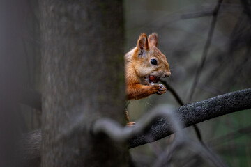 Obraz premium A red squirrel stores nuts for the winter in the forest.