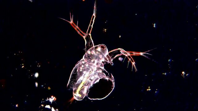 Daphnia under dark field microscope 