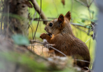 A red squirrel stores nuts for the winter in the forest.