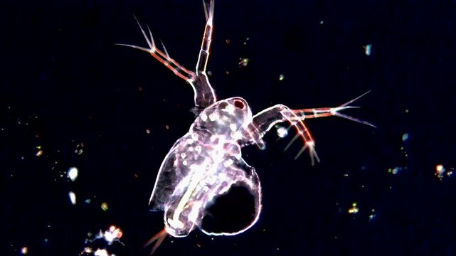 Movement of freshwater microorganism under microscope, Water Flea 