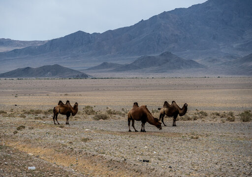 A Bactrian camel free-ranging in the Mongolian steppes. - Powered by Adobe