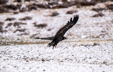 A beautiful brown golden eagle scans the surrounding area in search of food in the Altai Mountains.