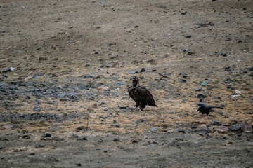 A beautiful brown golden eagle scans the surrounding area in search of food in the Altai Mountains.