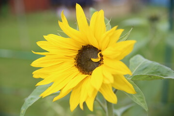 Obraz premium Sun Flower