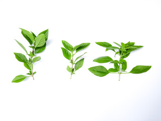 Three distinct herb sprigs on white broad, rounded, and serrated leaves in vibrant greens. A fresh, aromatic trio for culinary or botanical inspiration.
