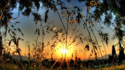 Obraz premium Sunset over a field of wildflowers countryside nature photography serene atmosphere low angle beauty of nature