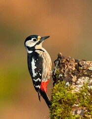 Woodpecker perched on a tree trunk