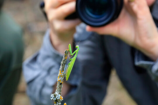 Praying mantis on branch photographed by woman outdoors in Germany