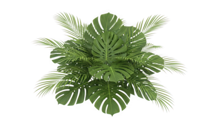 Top view of a monstera plant and palm leaves isolated on transparent background
