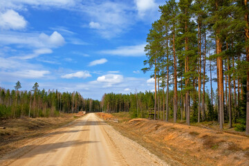 Straight Sandy Forest Road Under Bright Blue Sky In Spring – Scenic Path Through Tall Pine Trees In Remote Woodland Landscape