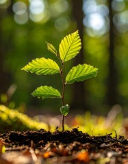 Young sprout in forest floor
