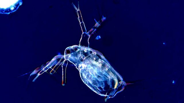 Movement of Daphnia microorganism under dark field microscope 