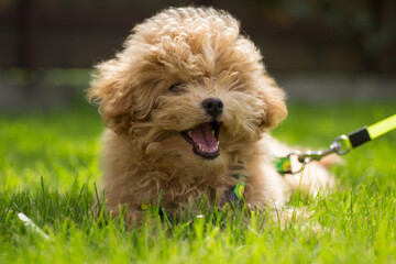 A small dog resting on a green lawn