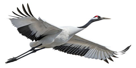 Fototapeta premium Crane PNG – Realistic Flying Bird on Transparent Background