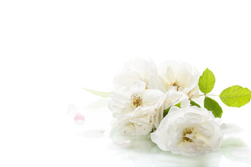 Macro shot of white rose with petals