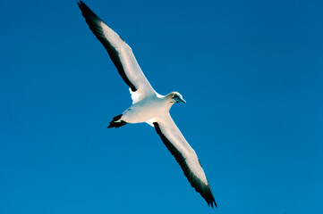 Fototapeta premium Gannet flying