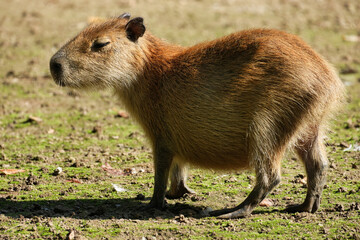 The capybara (Hydrochoerus hydrochaeris) is the largest living rodent, native to South America.