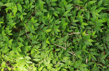 green leaves background